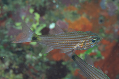 Cheilodipterus artus