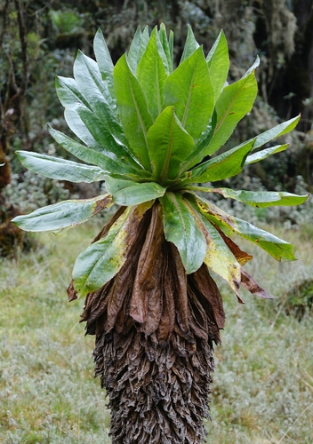 Dendrosenecio adnivalis