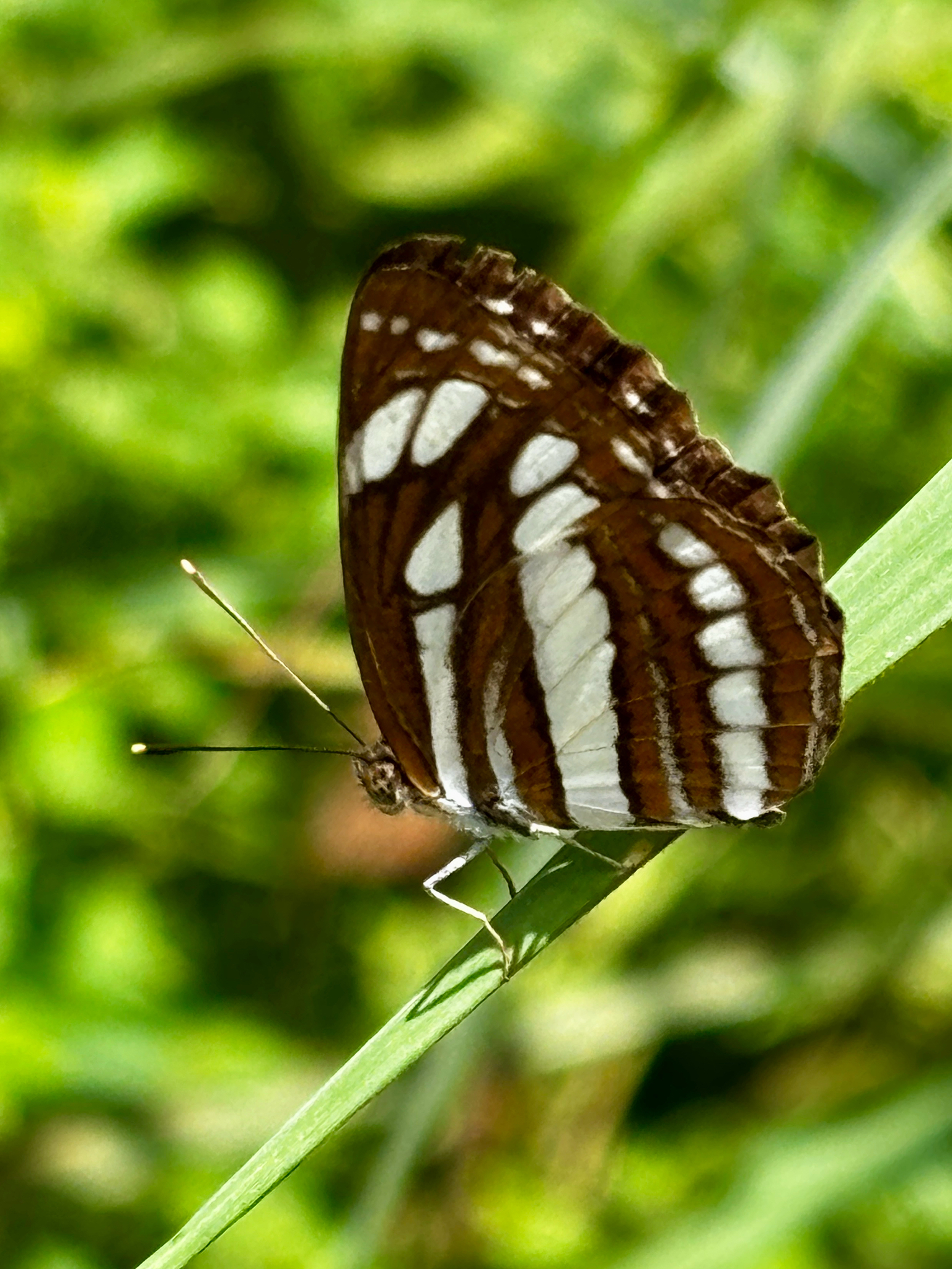 Common Sailer