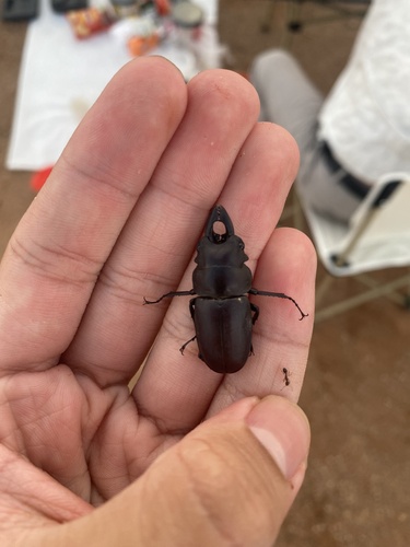 Prosopocoilus oweni melli