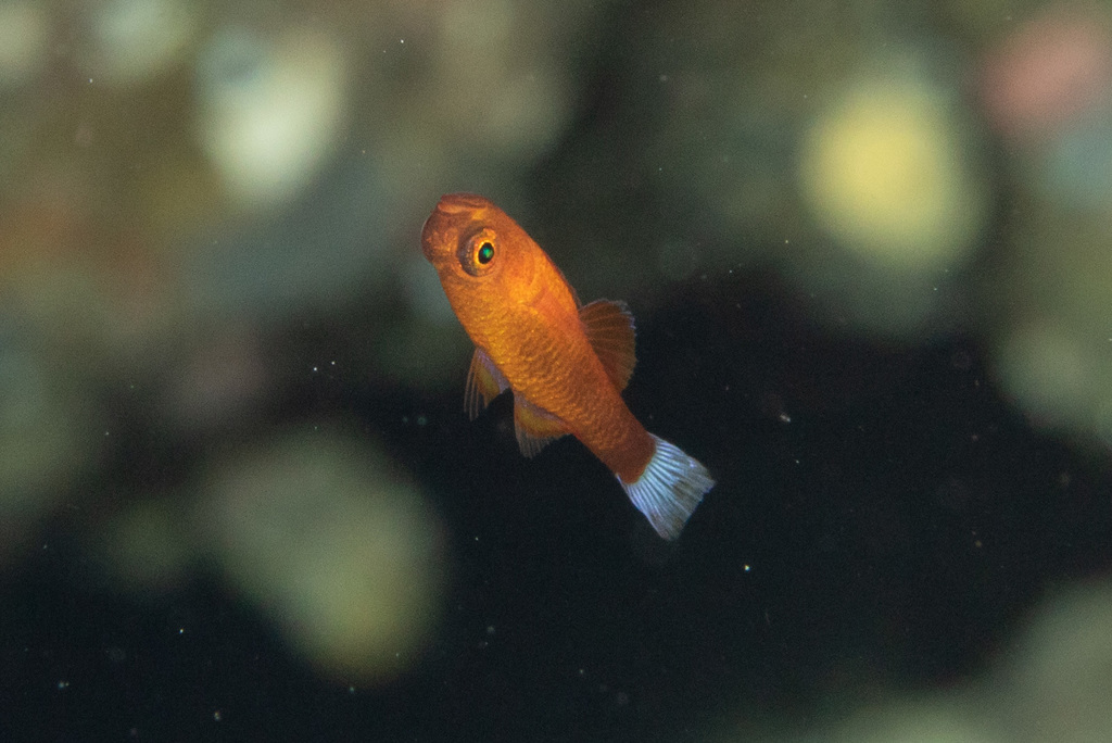 Wasp Pygmy Goby