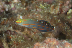 Koumansetta rainfordi