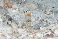 Amblyeleotris randalli