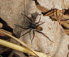 Pardosa moesta