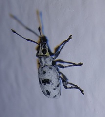 Myllocerus undecimpustulatus