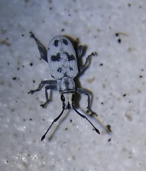 Myllocerus undecimpustulatus