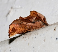 Oraesia emarginata