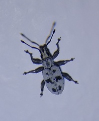 Myllocerus undecimpustulatus