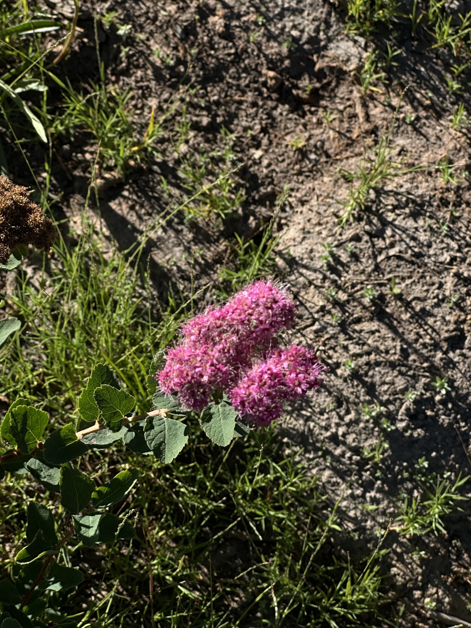 Hitchcock's Spirea (Spiraea ×)