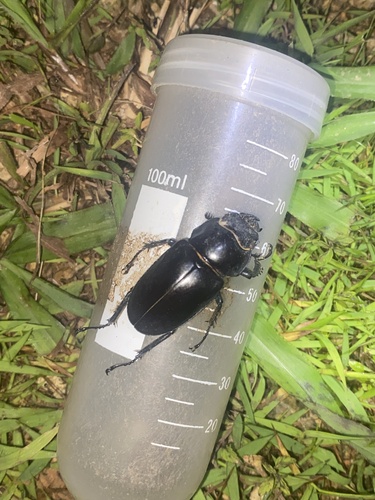 Lucanus hermani
