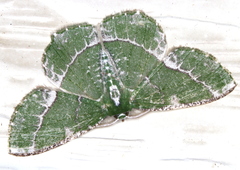 Eucyclodes insperata
