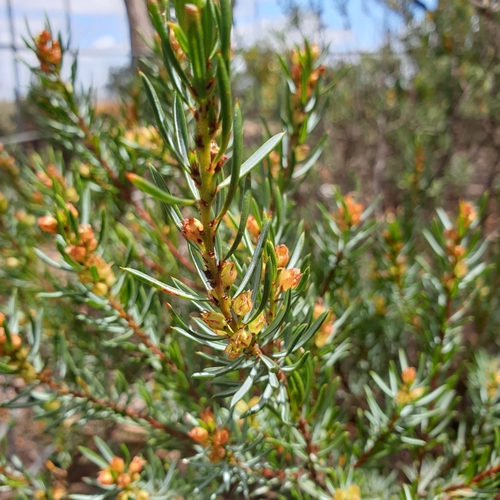 genowlan bush-pea (Pultenaea praecipua)