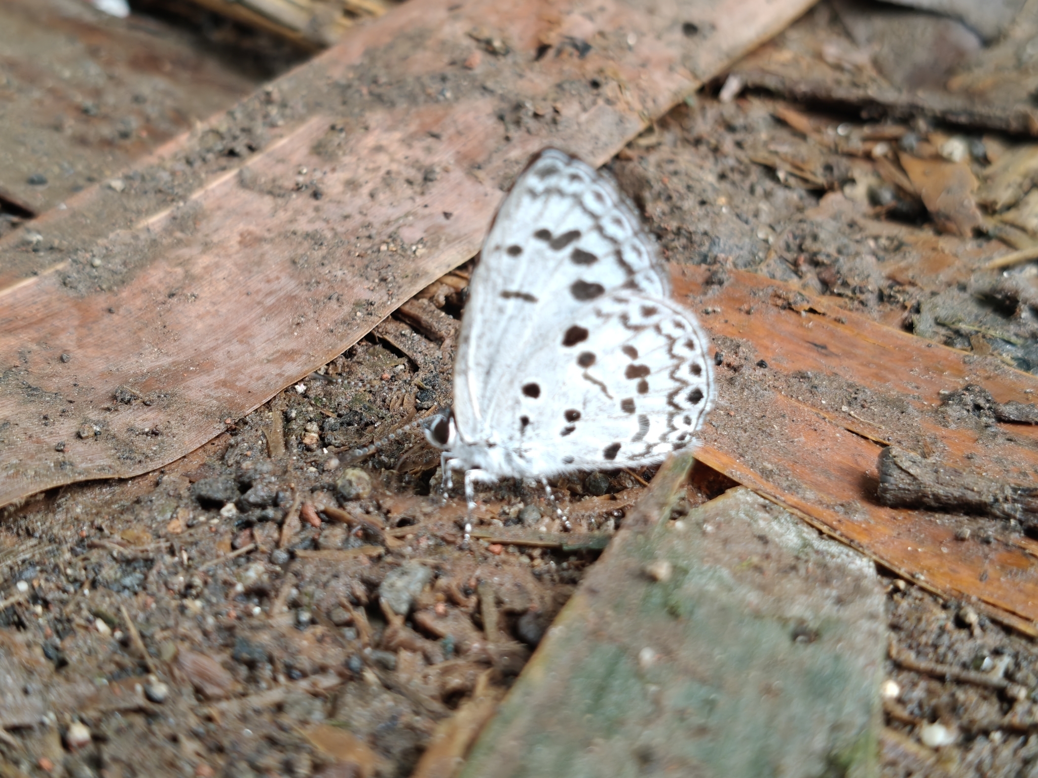 Common Hedge Blue