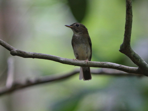 Brown-chested Jungle Flycatcher (Cyornis brunneatus), photo 6