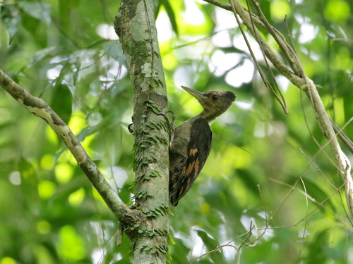 Orange-backed Woodpecker (Chrysocolaptes validus), photo 10