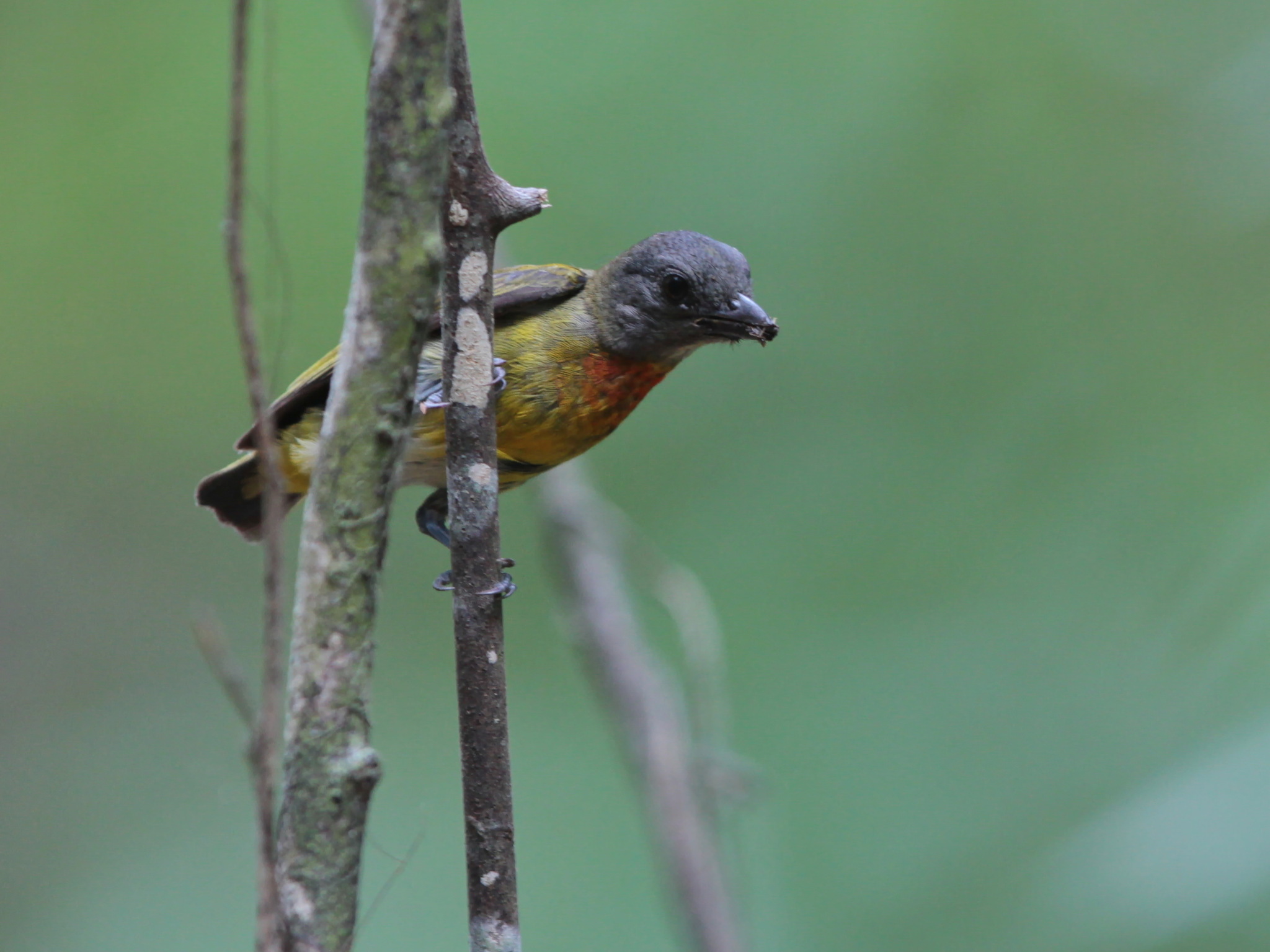Scarlet-breasted Flowerpecker (Prionochilus thoracicus), photo 10