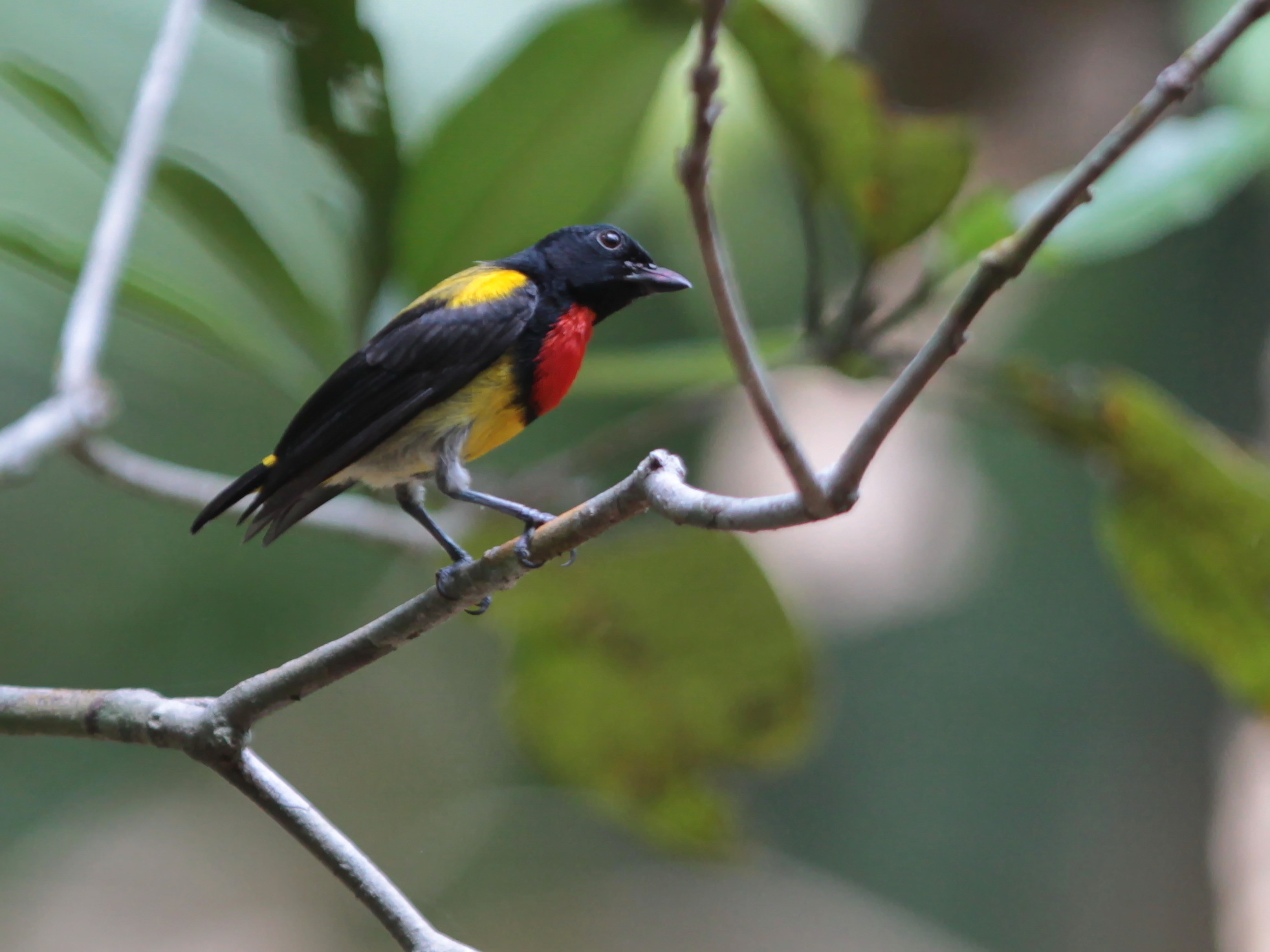 Scarlet-breasted Flowerpecker (Prionochilus thoracicus), photo 4