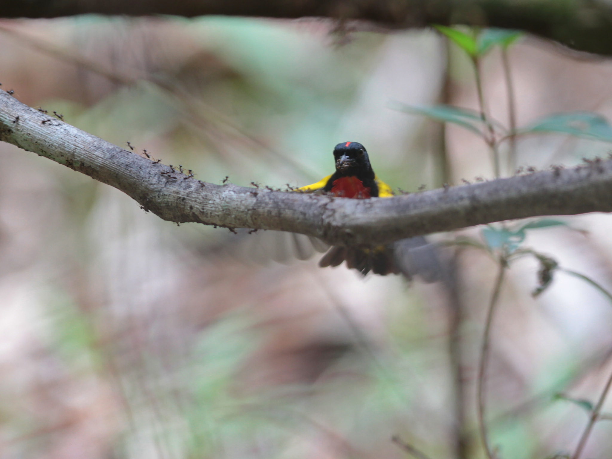 Scarlet-breasted Flowerpecker (Prionochilus thoracicus), photo 9