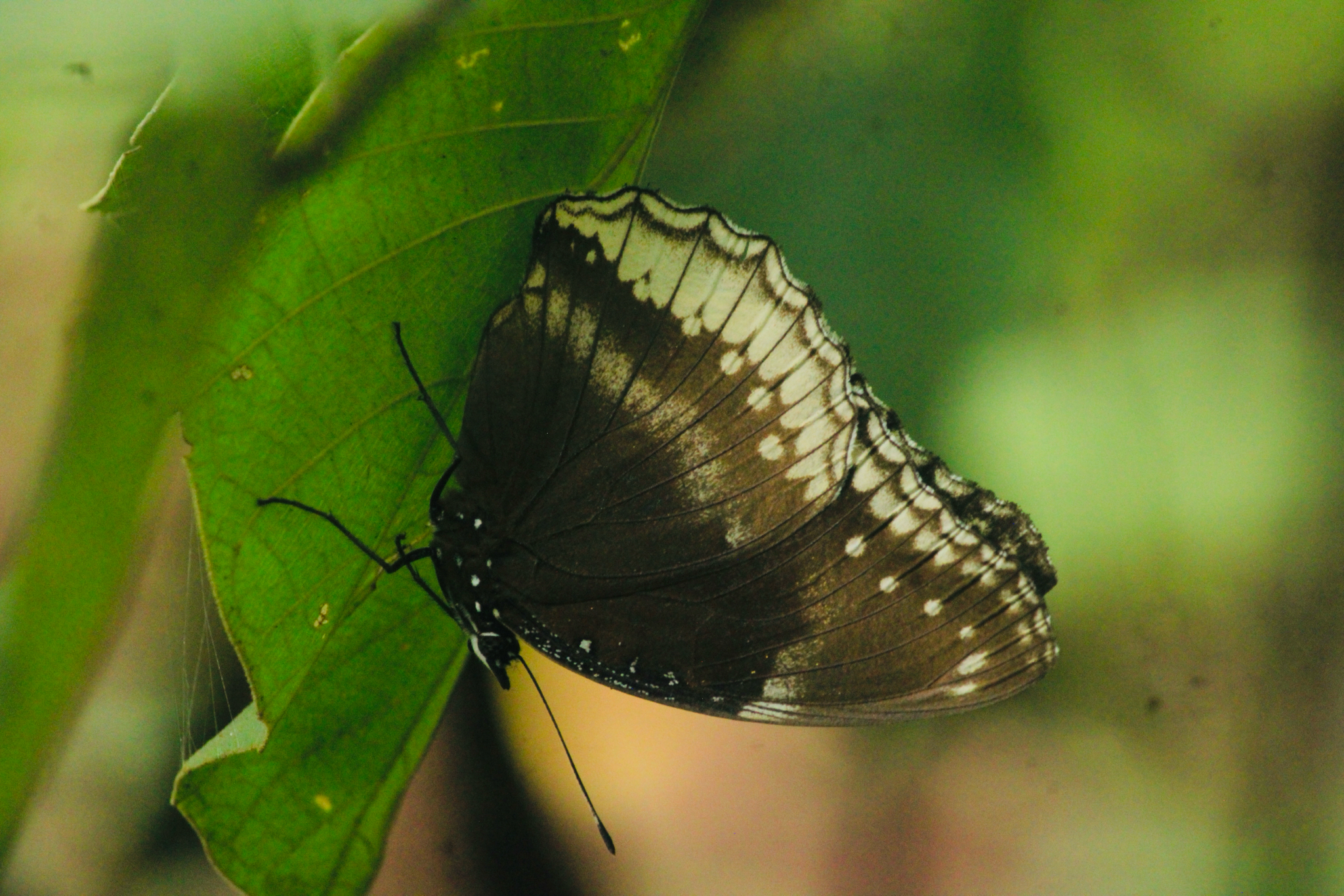 Great Eggfly