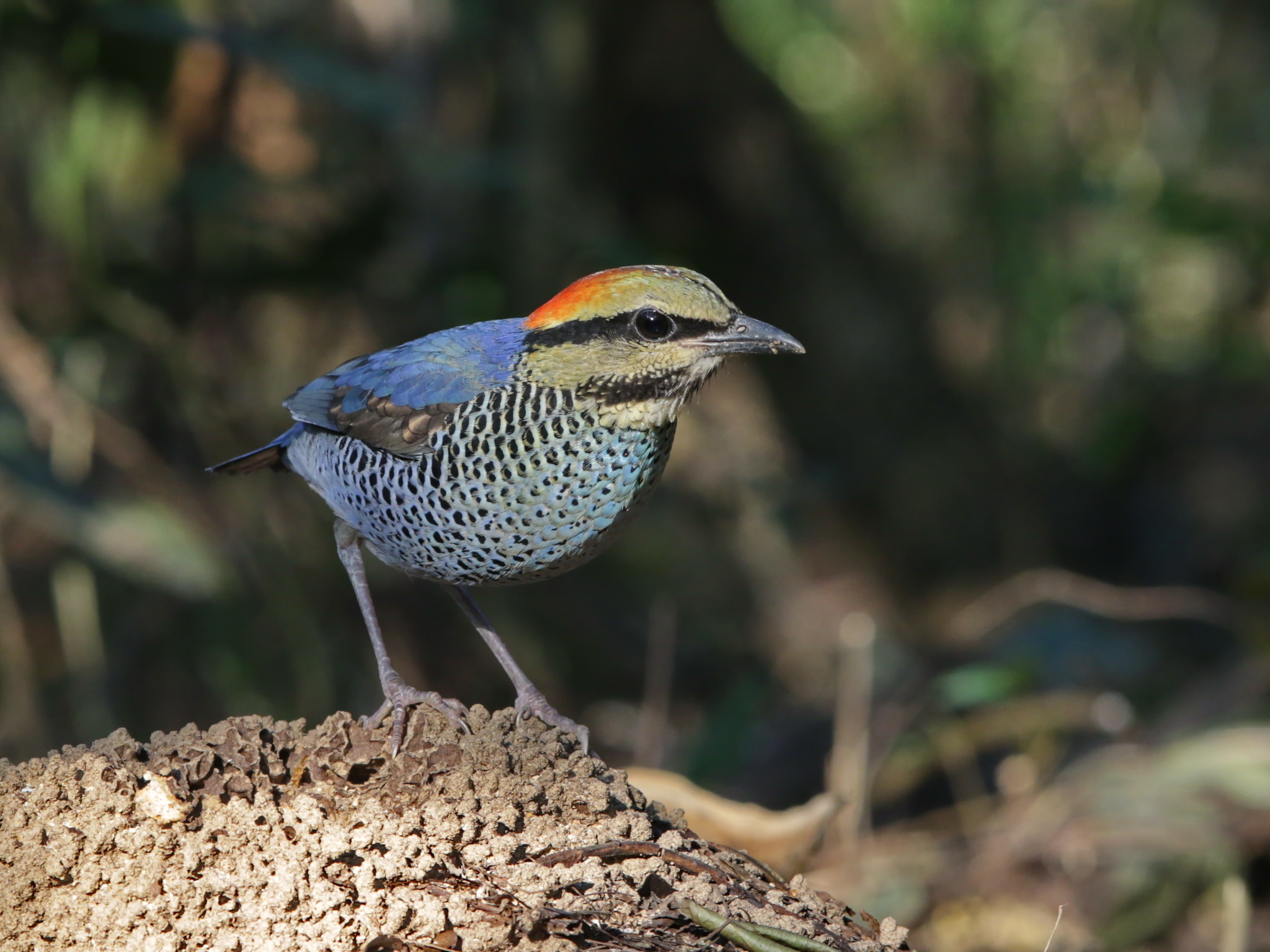 Blue Pitta