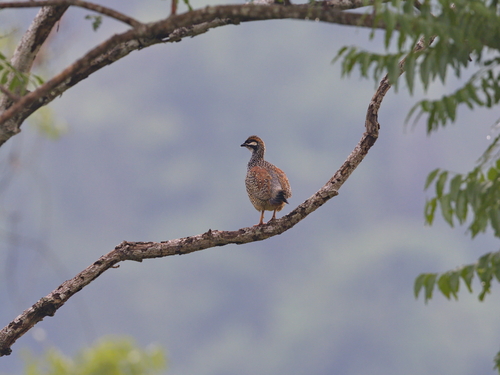 Chinese frankolijn (Francolinus pintadeanus)