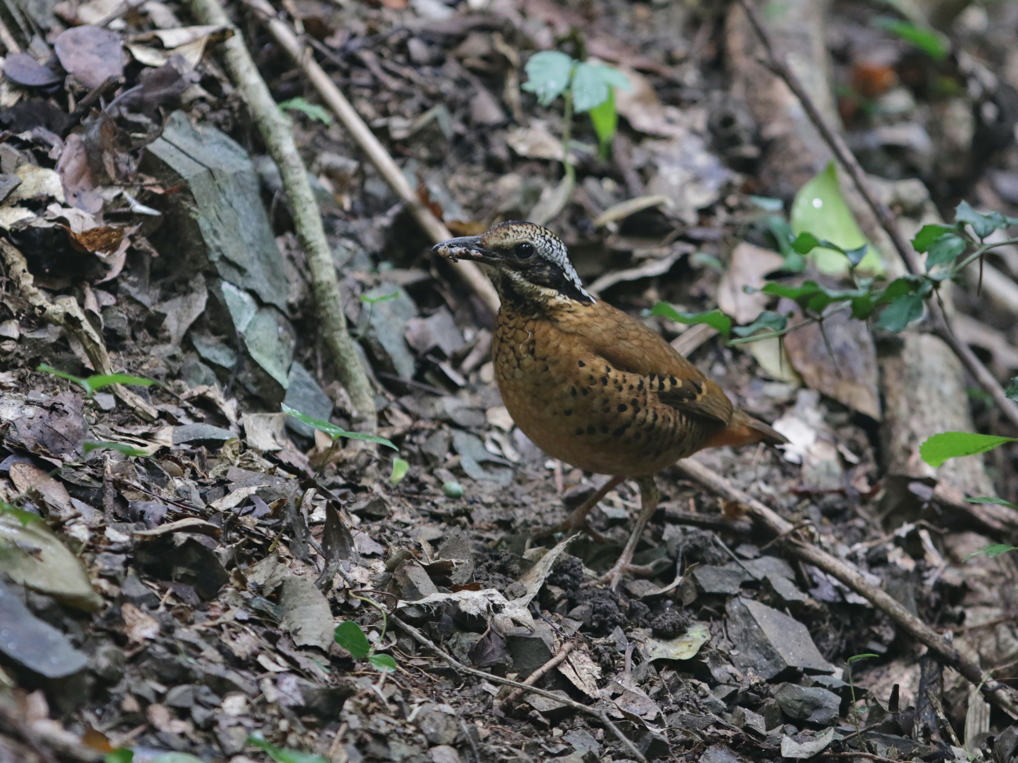 Eared Pitta