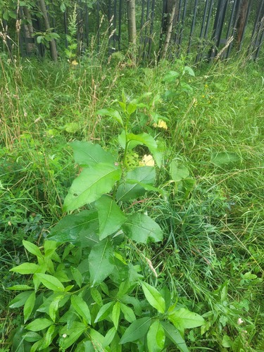 Наблюдение на iNaturalist