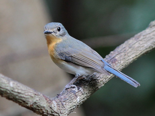 Indochinese Blue Flycatcher (Cyornis sumatrensis), photo 8