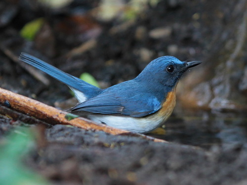 Indochinese Blue Flycatcher (Cyornis sumatrensis), photo 6