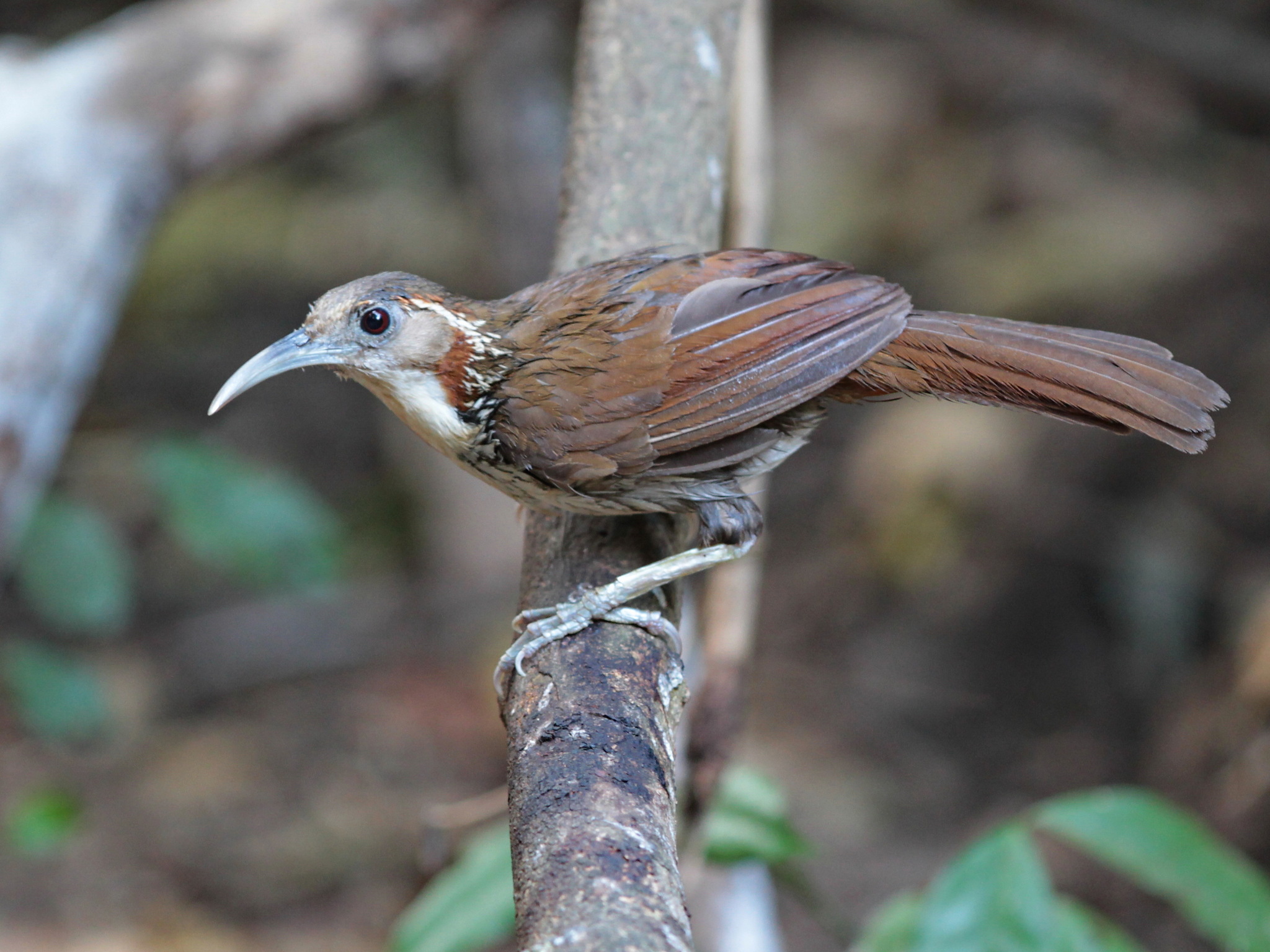 Large Scimitar Babbler