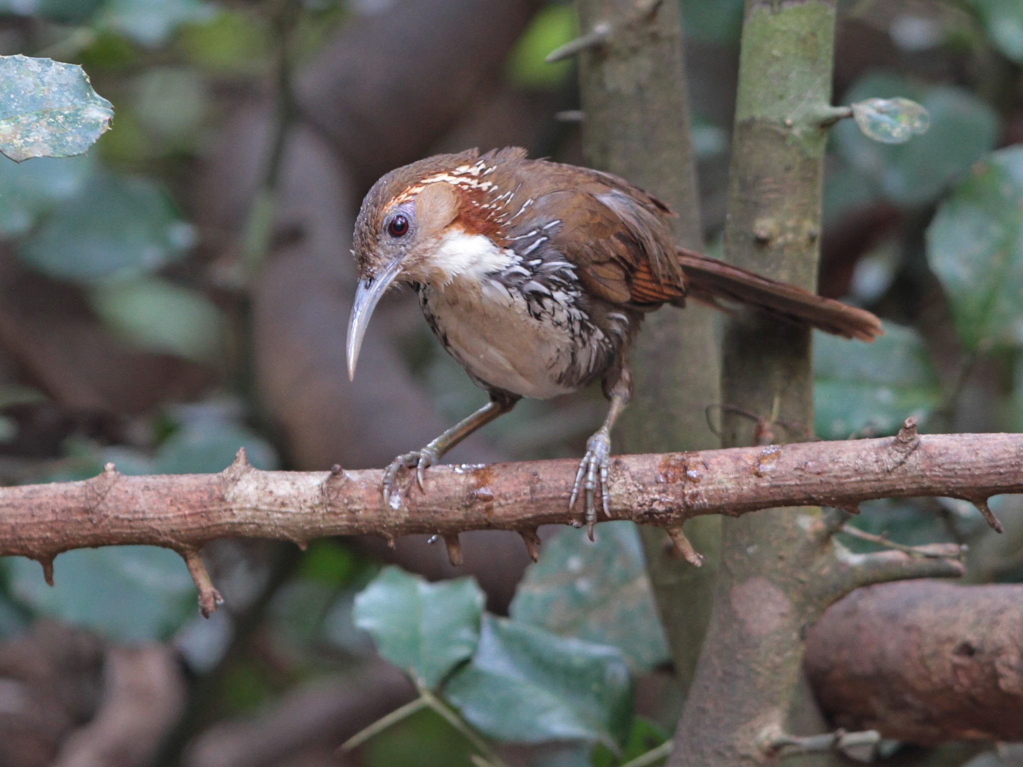 Large Scimitar Babbler