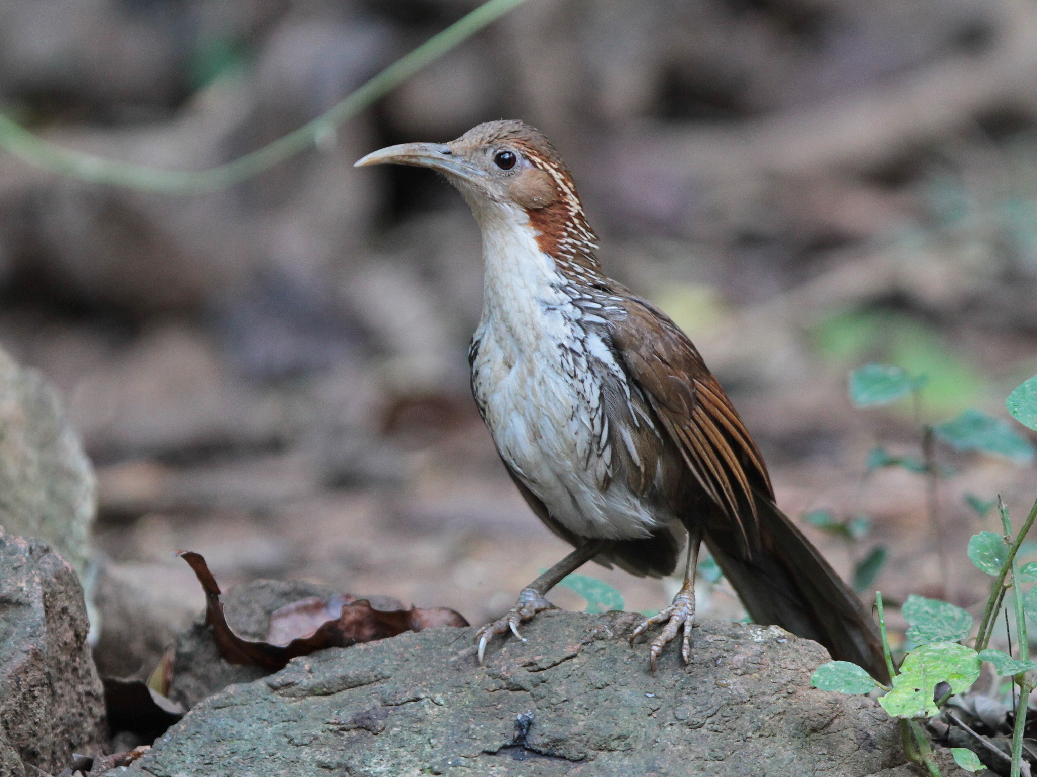 Large Scimitar Babbler