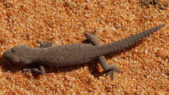 Strophurus williamsi