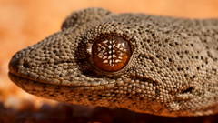 Strophurus williamsi