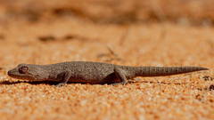 Strophurus williamsi