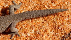 Strophurus williamsi