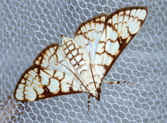 Aphytoceros lucusalis