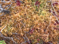 Sphagnum austinii