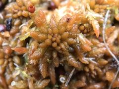 Sphagnum austinii
