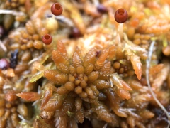 Sphagnum austinii