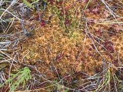 Sphagnum austinii