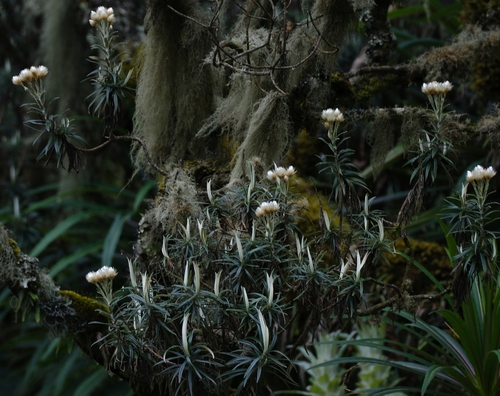 Helichrysum stuhlmannii