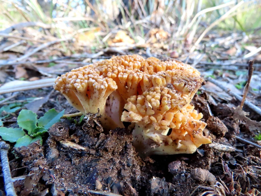 Ramaria capitata · July 2025 · photo: © cygnet (iNaturalist, cc-by)