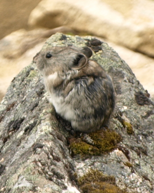 Collared Pika (Yukon Species of Conservation Concern Guide) · iNaturalist  Canada