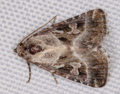 Chaograptis crystallodes