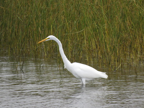 Great Egret photographed in Connecticut