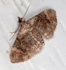 Mnesiloba eupitheciata