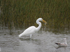 Ardea alba