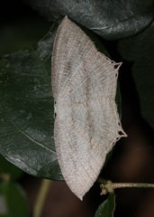 Acropteris ciniferaria