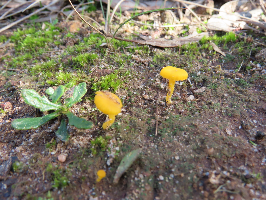 Lichenomphalia chromacea · July 2025 · photo: © cygnet (iNaturalist, cc-by)